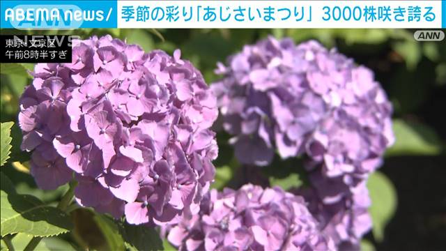 「あじさいまつり」20種類・3000株が既に満開　東京・文京区