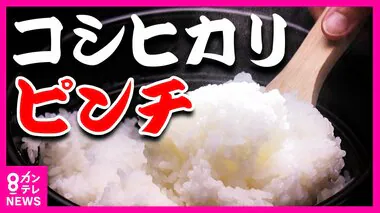 米の王様『コシヒカリ』が温暖化でピンチ　暑さに強い品種の開発競争が激化　滋賀産「みずかがみ」など健闘　コシヒカリを越えるか