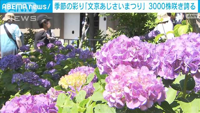 季節の彩り「文京あじさいまつり」3000株が色鮮やかに