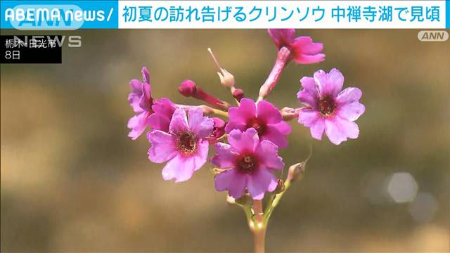 初夏の訪れ告げるクリンソウ　中禅寺湖で見頃　赤紫色やピンク色など可憐に咲き誇る　