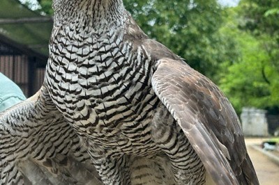 飛行訓練やまつりで人気、オオタカ「陽姫」死ぬ　姫路市立動物園