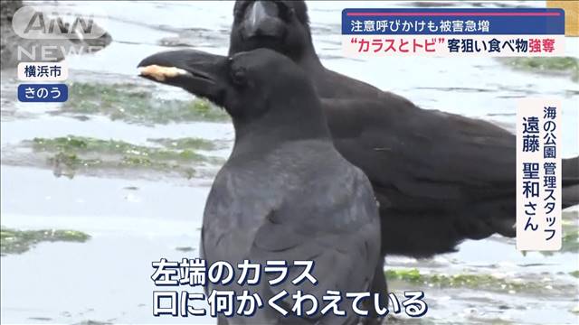 “カラスとトビ”客狙い食べ物強奪　BBQ食材「全部取られちゃう」「一番いい肉を…」