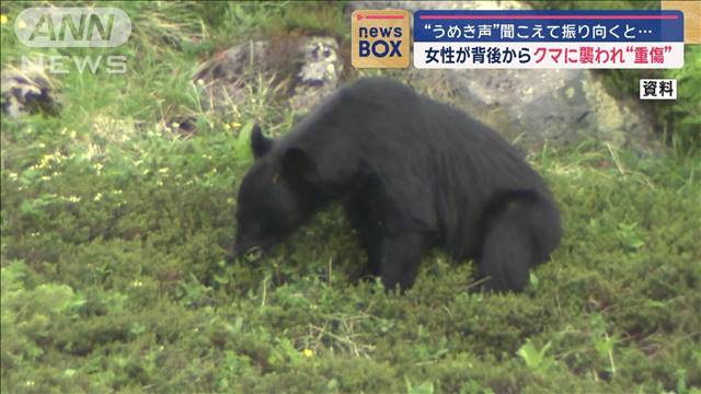 “うめき声”聞こえて振り向くと…　女性が背後からクマに襲われ“重傷”