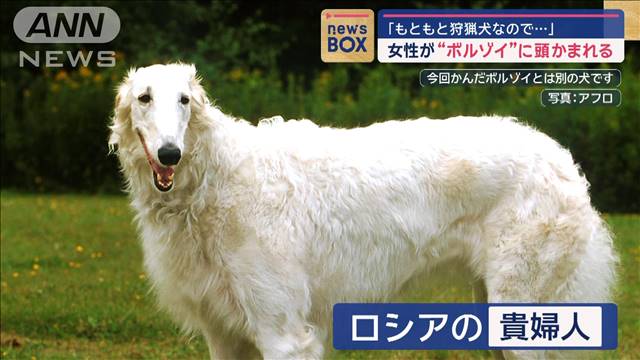 散歩の女性が“ボルゾイ”に頭噛まれる　飼い主「もともと狩猟犬なので…」