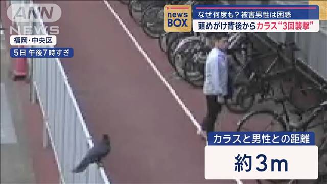 頭めがけ背後からカラス“3回襲撃”　なぜ何度も？被害男性は困惑