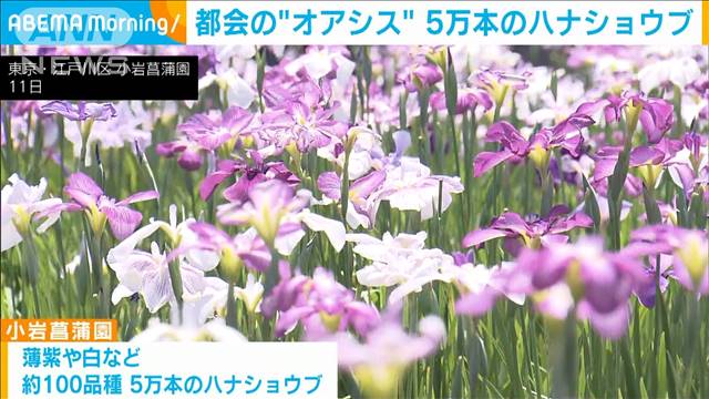 梅雨の訪れ告げるハナショウブが見頃　小岩菖蒲園で5万本咲き誇る