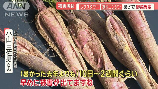 レタスタワー、割れニンジン…暑さで野菜に異変　梅雨遅れ、水不足地域では田植え断念