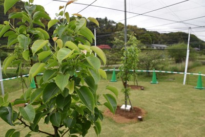 目標は公園や学校を…　「二十世紀梨」が原産地に里帰り、普及へ