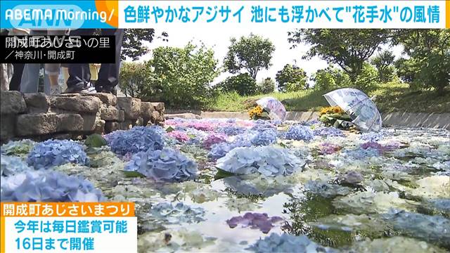 「映える！」アジサイの“花手水”が人気　色鮮やかな5000株が見頃　神奈川・開成町