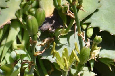 「開花は数十年に一度」の植物　「アガベ」に起きた奇跡