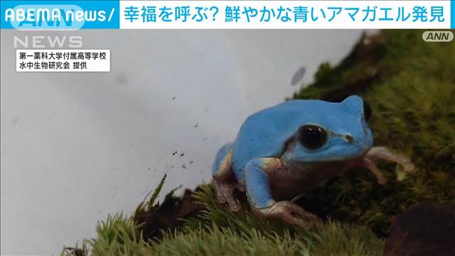 「え！？緑じゃなく青！？」 幸福をもたらしてくれそうな鮮やかな青いアマガエル