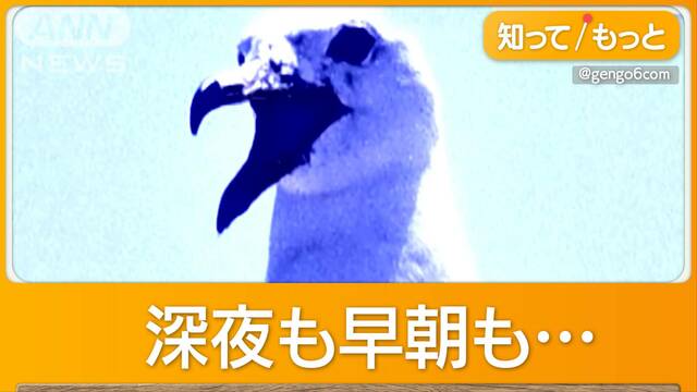 マンションにウミネコ襲来　「ミャーミャー」大音量に…「洗濯物も干せない」住民悲鳴