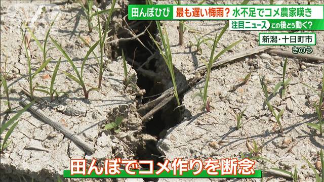 三大名瀑の水量が激減…観光地直撃　梅雨の遅れで苗捨てて田植え「あきらめた」