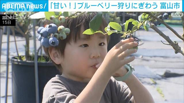 「粒が大きくて甘い！」ブルーベリーが食べごろ　観光農園にぎわう　富山市