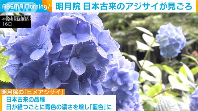 鎌倉「明月院」アジサイが見ごろ　約2500株…ほとんどが日本古来の品種