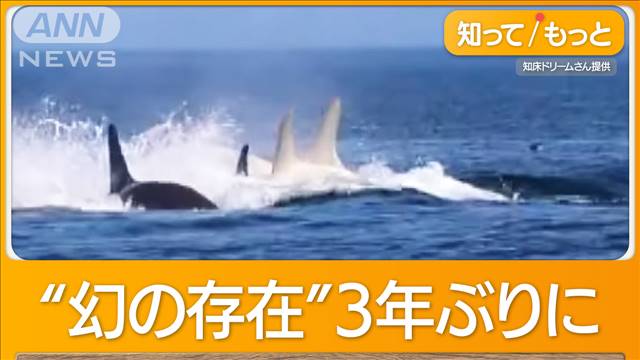 幻の「白いシャチ」2頭現れる　北海道