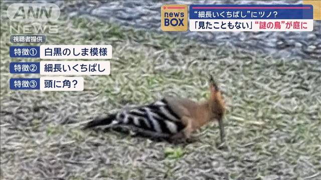 “細長いくちばし”に角？ 「見たこともない」“謎の鳥”が庭に