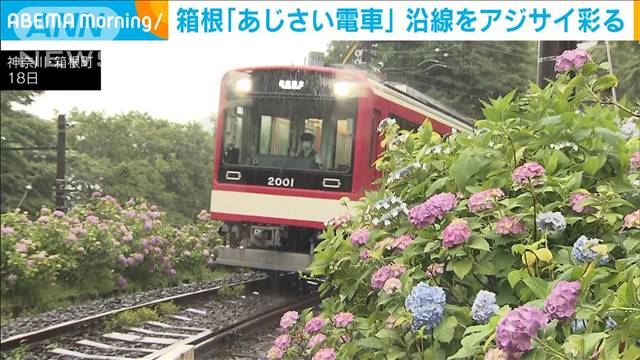 箱根「あじさい電車」沿線のアジサイ色鮮やかに