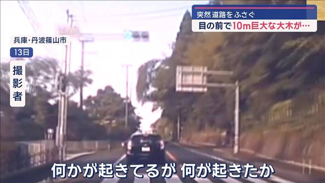 目の前で10メートルの巨大な大木が…　突然道路をふさぐ