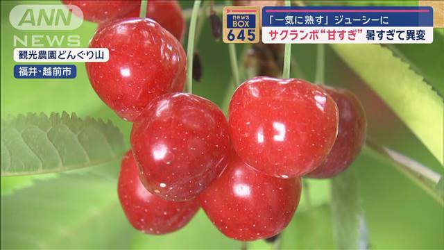 サクランボ“甘すぎ”暑すぎて異変　「一気に熟す」ジューシーに