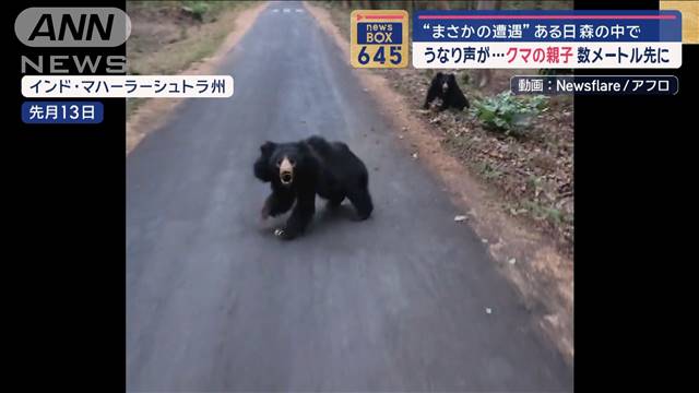 “まさかの遭遇”クマの親子が数メートル先に　キノコ採り中に“全力疾走”巨大ゾウ