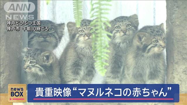 貴重映像“マヌルネコの赤ちゃん”お披露目　神戸市