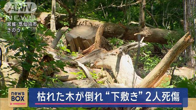 枯れた木が倒れ“下敷き”2人死傷　宮城・気仙沼市