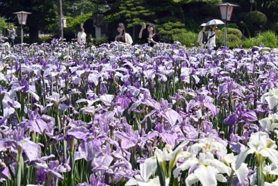 色とりどりのハナショウブ500種100万本が見ごろ　山形・長井