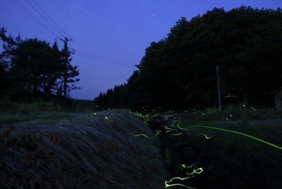 ホタルの光集落の絆深め、住民が輪番制で観察16年　山形・鶴岡