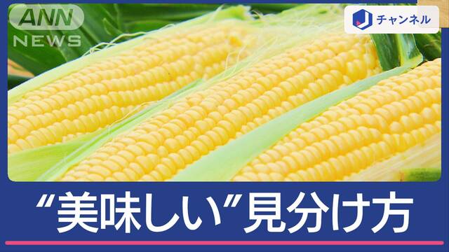 とうもろこし“美味しい”見分け方　見るべきところは…粒？ひげ？葉っぱ？実は