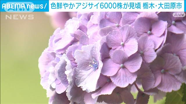 「くろばね紫陽花まつり」色とりどりのアジサイ6000株が見頃　栃木・大田原市