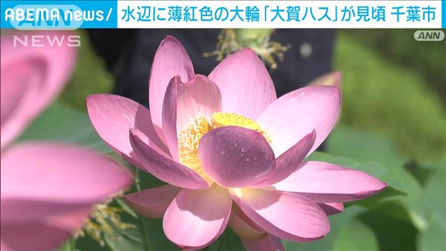 2000年の時を超え…「大賀ハス」が見頃　薄紅色の大輪に見物客酔いしれる　千葉市