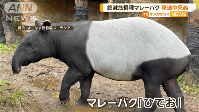 絶滅危惧種「マレーバク」移送中に死ぬ