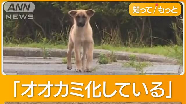 「クマの次は野犬」牧場の牛襲う　「オオカミ化している」驚き　「食べるため」専門家