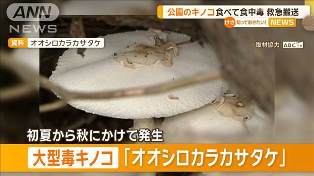 公園のキノコ食べて食中毒…救急搬送「立派だったから採った」「全部食べた」