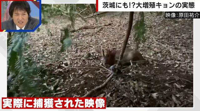 【独自取材】各地で大量繁殖「キョン」の駆除に頭を抱えるハンター 心をえぐられる“鳴き声”とは