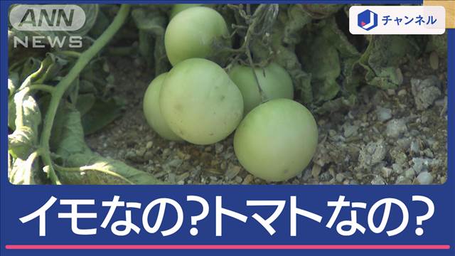 ジャガイモ植えたのになぜ？ミニトマトみたいな実の正体は“食べたら危険”なヤツ