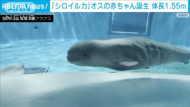 島根の水族館で「シロイルカ」の赤ちゃん誕生　　