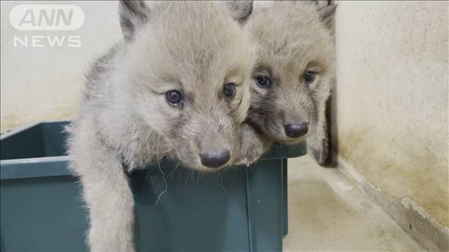 国内初！「ホッキョクオオカミ」の繁殖に成功