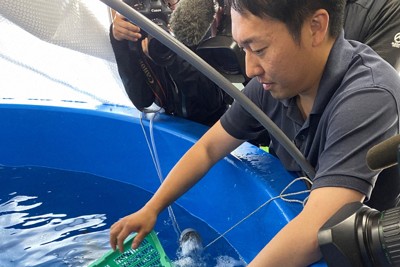 焼き、フライでなく刺し身でどうぞ　北海道でホッケ陸上養殖の実験