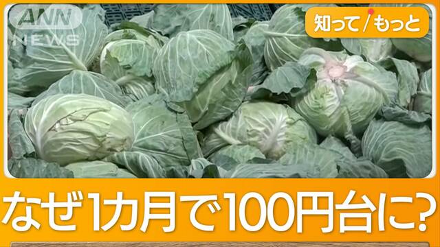 1000円→100円代も キャベツ価格一転激安　1カ月で状況一変したワケは