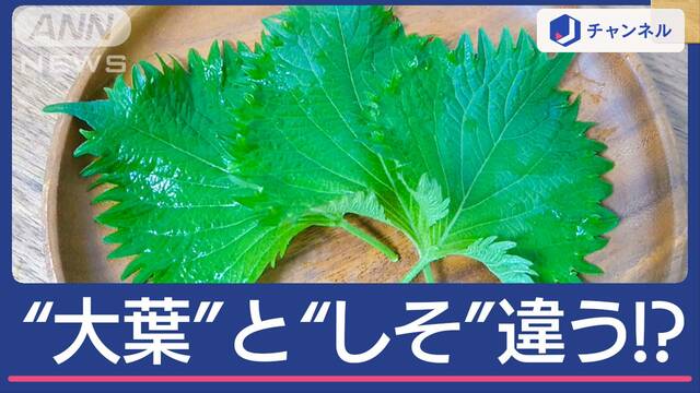 “大葉”と“しそ”何が違う？同じと思ってる人多いみたいですが…実は「明確な違い」