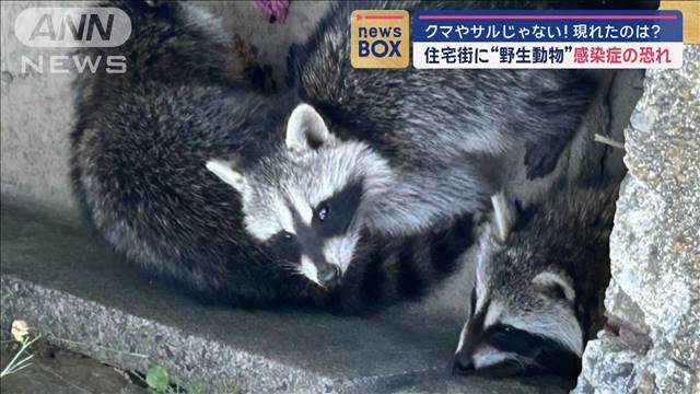 クマやサルじゃない！現れたのは？住宅街に“野生動物”感染症の恐れ