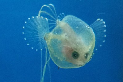 風船のようにゆらゆらと…深海魚アカグツの稚魚展示　和歌山・串本