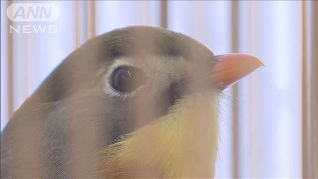 「かわいいから…」禁止の「網」で野鳥密猟か　82歳男性ら9人を書類送検　警視庁