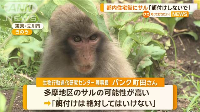 都内の住宅街にサル　ナスかじる…専門家「餌付けしないで」