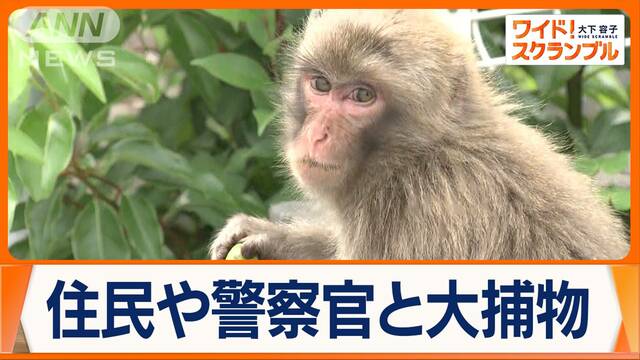 都内に野生のサル出没　住宅街を逃げ回る…住民や警察官と大捕物に　農作物の被害も