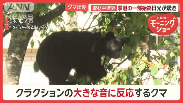 日光で連日、クマ出没　取材中にも遭遇…撃退までの一部始終