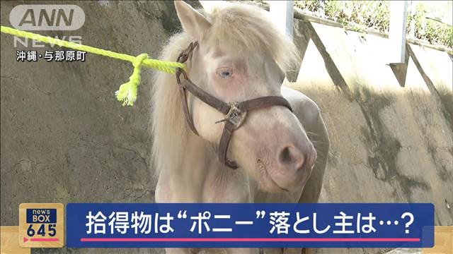 拾得物は“ポニー”落とし主は…？　沖縄・南風原町