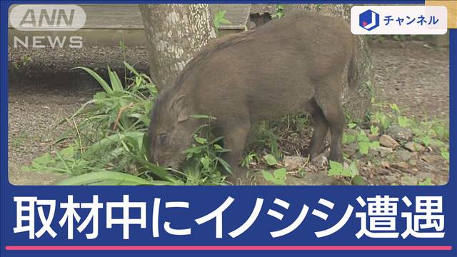 九州は大雨　東北は水不足　アジサイ名所を取材中にイノシシ遭遇